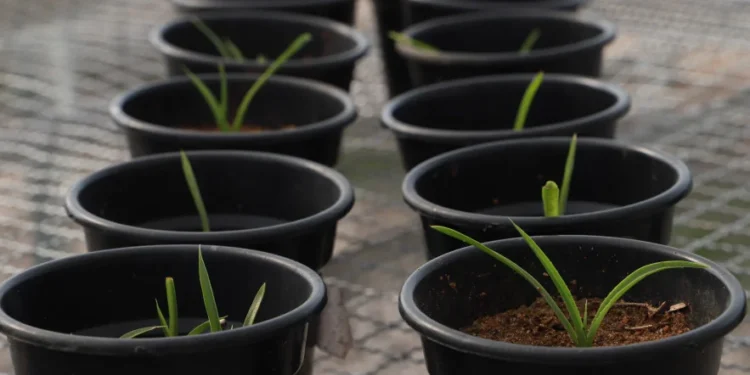 Objetivo do projeto é coletar, multiplicar e reintroduzir plantas nativas do Cerrado que enfrentam risco crítico de extinção - Foto: Walker Ribeiro/Governo do Tocantins