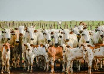 Todos os animais da propriedade deverão ser declarados. Foto: Keven Lopes / Governo do Tocantins
