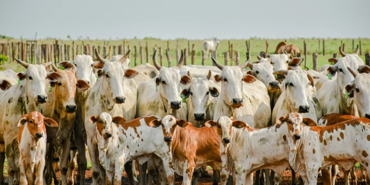 Prazo para declaração obrigatória de informações pecuárias encerra no dia 30 de novembro