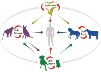 O objetivo é capacitar os profissionais para enfrentar a raiva
