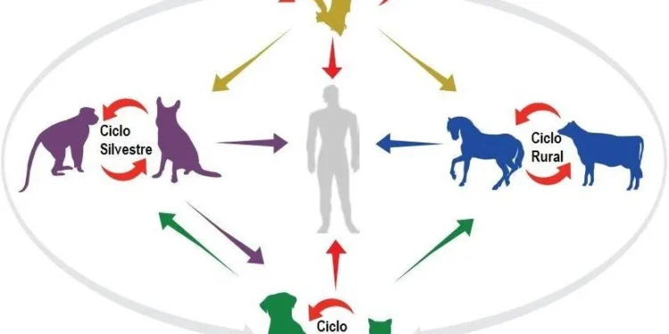 O objetivo é capacitar os profissionais para enfrentar a raiva