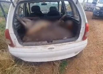 Animais silvestres estavam dentro de veículo — Foto: Divulgação/PMTO