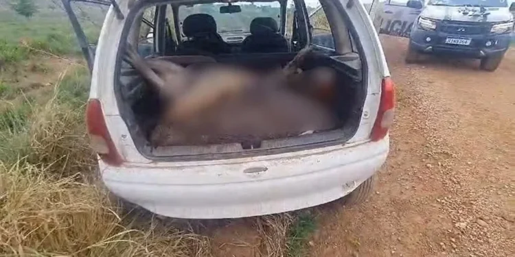 Animais silvestres estavam dentro de veículo — Foto: Divulgação/PMTO