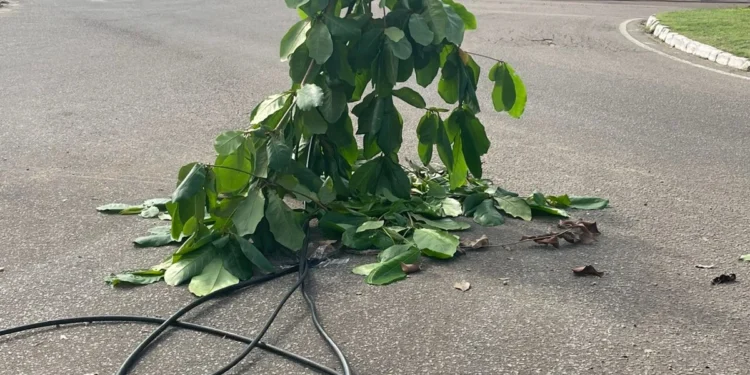 Galhos de árvores presos a fiação no chão
Foto: Portal LJ