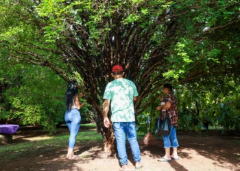 Moradores e turistas durante a abertura dos pomares, na sexta, 8