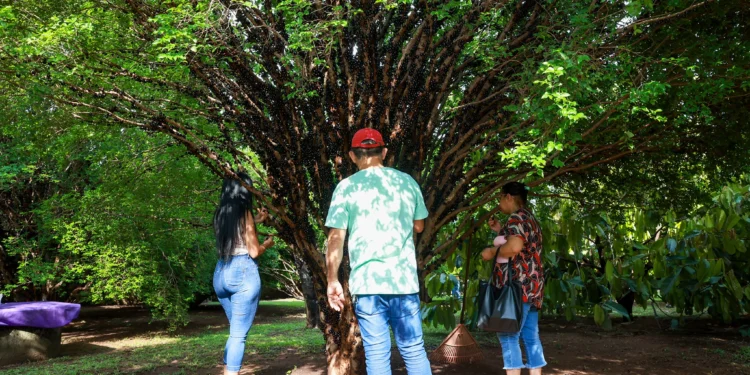 Palmenses comparecem ao primeiro dia da colheita da 6ª edição da Festa da Jabuticaba