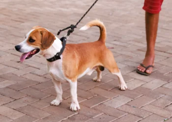 Cão doméstico é o principal reservatório urbano do calazar, enquanto os humanos são considerados hospedeiros acidentais