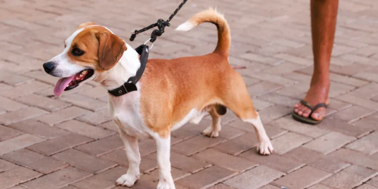 Semus realiza mais de 300 atendimentos em ação contra o calazar nas regiões norte e sul de Palmas