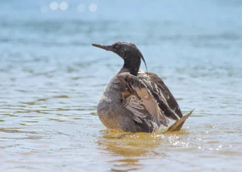 O programa prevê a preservação do pato-mergulhão, espécie criticamente ameaçada - Foto: Marcelo Barbosa/Naturatins
