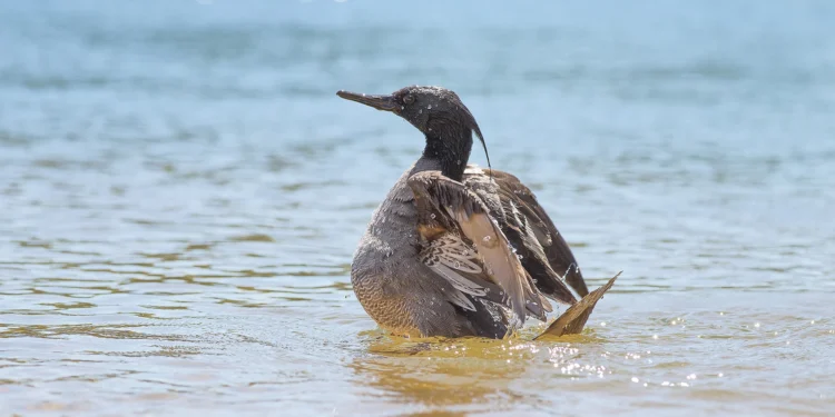 O programa prevê a preservação do pato-mergulhão, espécie criticamente ameaçada - Foto: Marcelo Barbosa/Naturatins