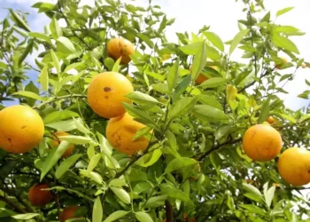 As chuvas devem favorecer uma melhora nas frutas que ainda permanecem nos pés — Foto: Jaelson Lucas/AEN