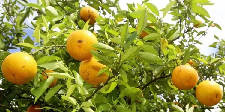As chuvas devem favorecer uma melhora nas frutas que ainda permanecem nos pés — Foto: Jaelson Lucas/AEN