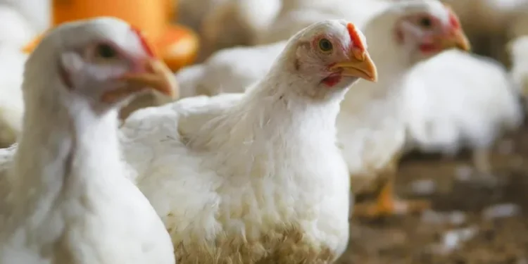 Chuvas aliviam situação de pomares de laranja