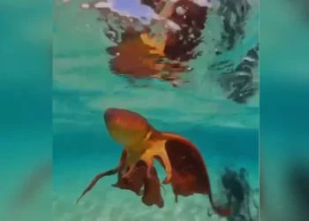 Polvo-véu avistado por pescador em Fernando de Noronha • Reprodução