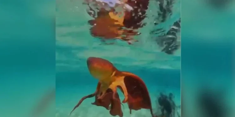 Pescador faz registro raro de polvo-véu em Fernando de Noronha; veja vídeo