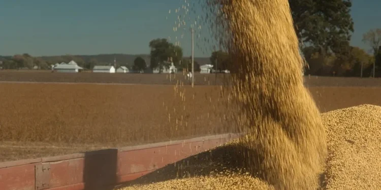 Soja, milho e trigo sobem na bolsa de Chicago em dia de eleição nos EUA
