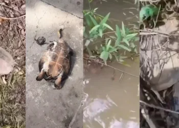 Ainda não se sabe o que teria causado a morte dos animais. • Divulgação: Batalhão Ambiental da Polícia Militar de Goiás