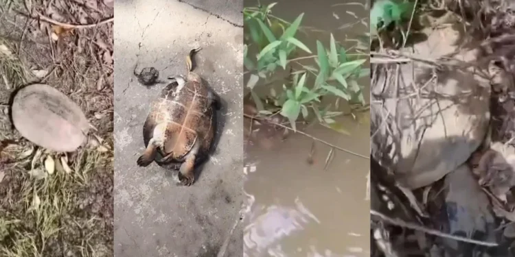 Tartarugas são encontradas mortas em rio de Goiás; causas são investigadas