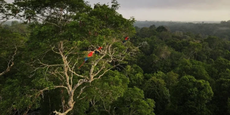 Desmatamento na Amazônia cai pelo segundo ano consecutivo, com redução de 30,6%