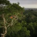 Desmatamento na Amazônia cai pelo segundo ano consecutivo, com redução de 30,6%