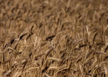 Serão adquiridas até 200 mil toneladas do cereal — Foto: Wenderson Araujo/CNA