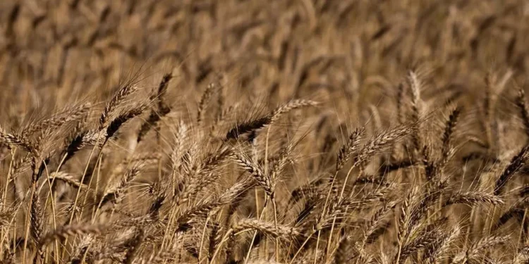 Governo vai comprar trigo do RS para formar estoques e ajudar produtores