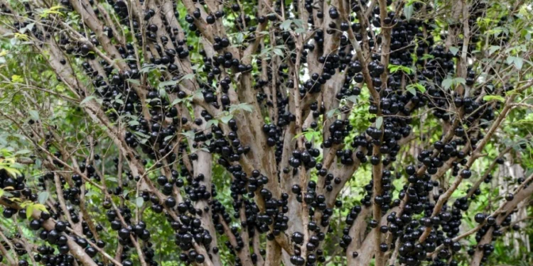 6ª edição da Festa da Jabuticaba tem data marcada e colheita inicia nesta sexta-feira, 8