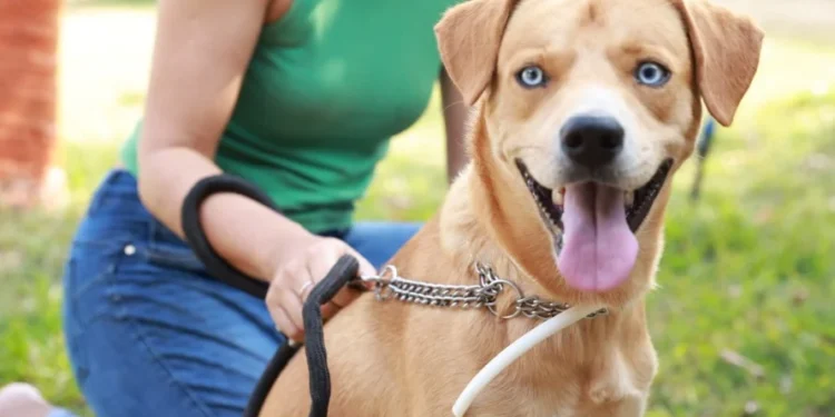 Semus promove ação de encoleiramento de cães na região norte e Jardim Taquari neste sábado, 9