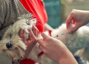 No segmento de saúde de pets, a receita foi de US$ 486 milhões, recuo de 2% em base reportada • Getty Images