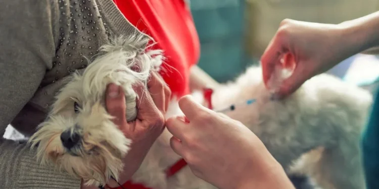 No segmento de saúde de pets, a receita foi de US$ 486 milhões, recuo de 2% em base reportada • Getty Images