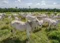 Escassez de profissionais do setor de sementes preocupa especialistas