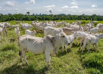 Escassez de profissionais do setor de sementes preocupa especialistas