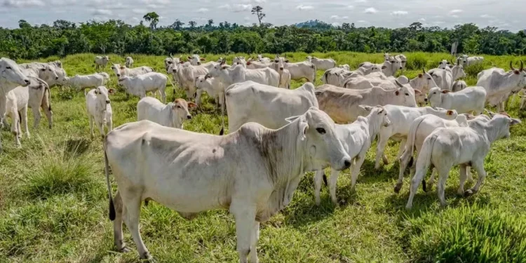 Escassez de profissionais do setor de sementes preocupa especialistas