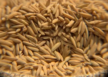 Grãos de arroz — Foto: Nilson Teixeira / Epagri