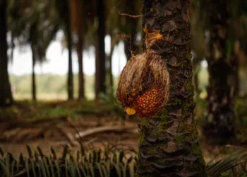 A Agropalma processa cerca de 170 mil toneladas de palma por ano — Foto: Wenderson Araújo/CNA
