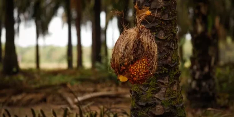 Fabricante de óleo de palma investe R$ 25 milhões em laboratório de clonagem de mudas