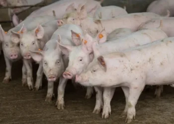 É a segunda abertura de mercado para a Bolívia em menos de um ano — Foto: Wenderson Araujo/CNA