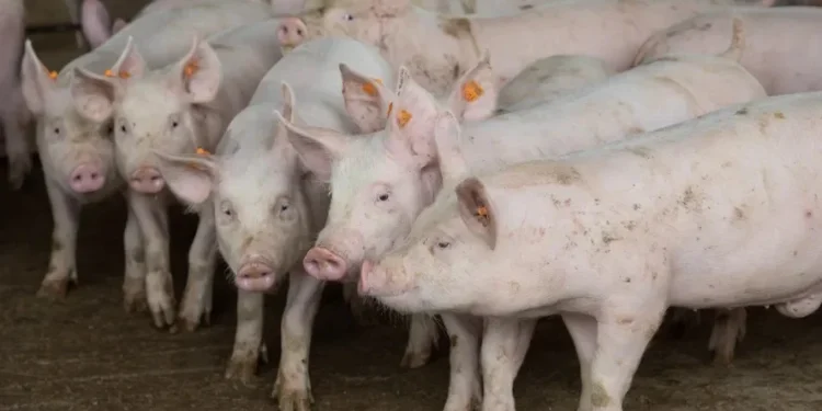 É a segunda abertura de mercado para a Bolívia em menos de um ano — Foto: Wenderson Araujo/CNA