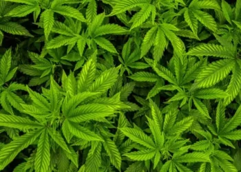 Associação afirma que interessados no cultivo devem estar atentos às questões que surgem a partir do posicionamento da Justiça — Foto: Getty Images/Canva