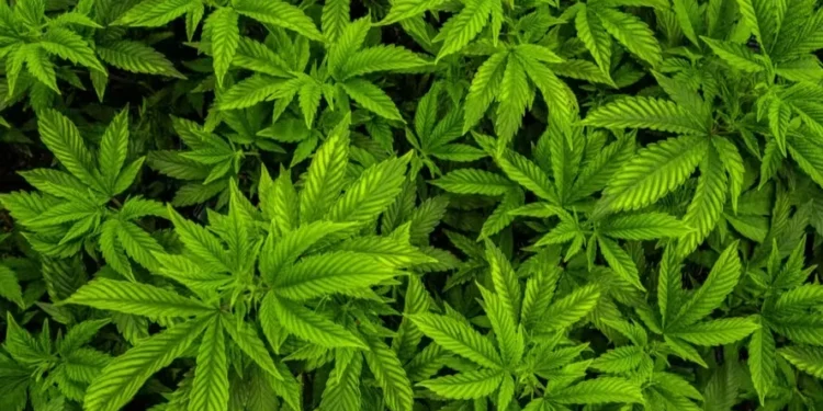 Decisão da Justiça sobre plantio de cannabis dá respaldo legal, avalia indústria