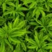 Decisão da Justiça sobre plantio de cannabis dá respaldo legal, avalia indústria