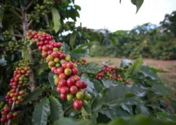 Café em alta na bolsa com incertezas na safra brasileira — Foto: Tony Oliveira / CNA