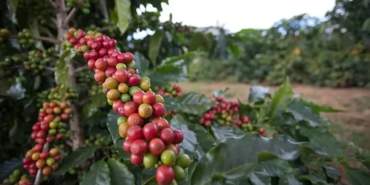 Café e cacau voltam a subir em Nova York