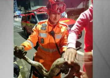 Momento em que os bombeiros resgatam a jiboia • Divulgação