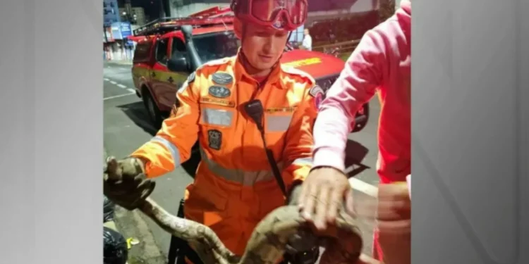 Jiboia de 1,4 m é capturada pelos bombeiros no meio da rua em Uberlândia
