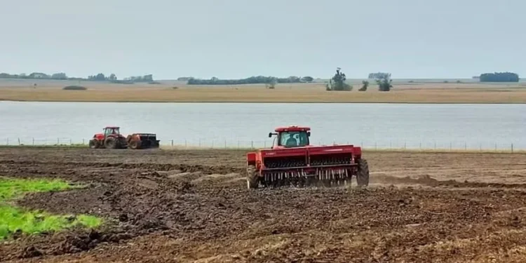 Plantio de arroz chegou a 84,11% da área no Rio Grande do Sul