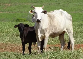 Custo para alimentar gado aumentou em outubro — Foto: JBS/Divulgação
