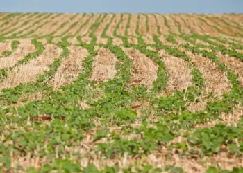 Plantio de soja pesa sobre o preço dos grãos na bolsa de Chicago — Foto: Camila Domingues/Arquivo SecomRS