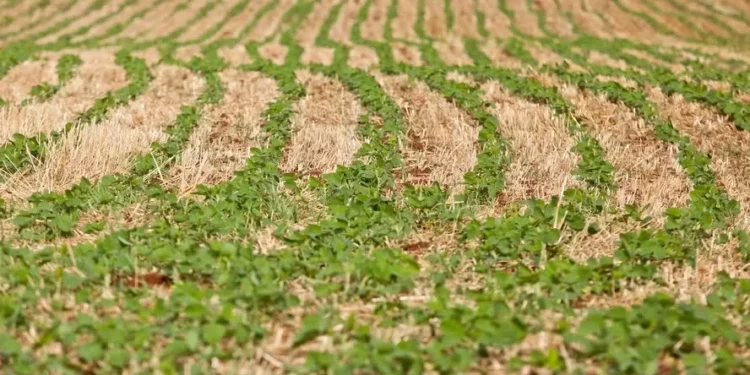 Soja sobe em Chicago, com apoio do câmbio e mudanças na lei da Europa