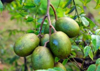 Foto: Hiram Alvarez/Pexels